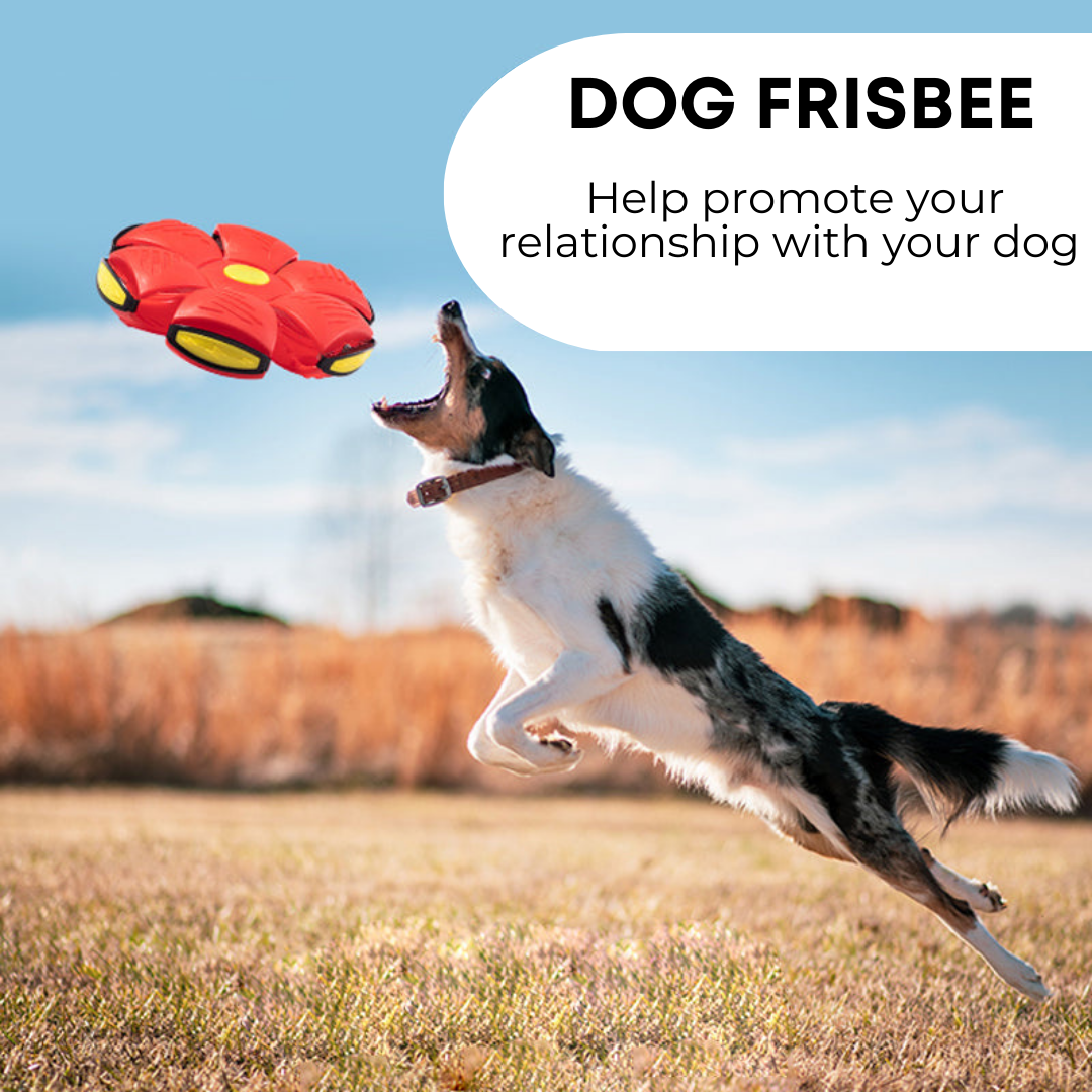 Purr & Fetch™ Dog Frisbee
